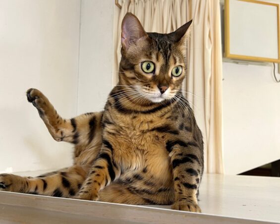 ヌーノクラブ 猫専用ペットホテル 都内 中野区 フリースペースでのびのび お預り中の猫ちゃん ベンガルのリリス