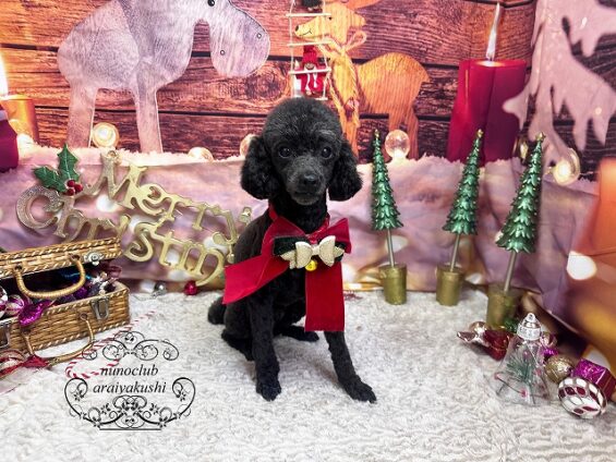 ペットサロン、ヌーノクラブ、可愛くリーズナブルにトリミング