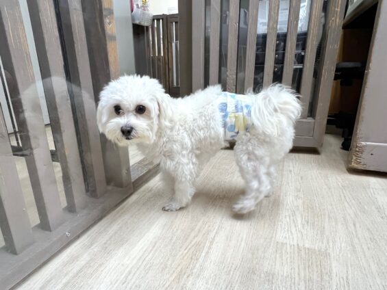 ヌーノクラブ　犬のペットホテル　東京　中野区　フリースペースでのびのび　お預かり中　マルチーズ×シーズーのココ