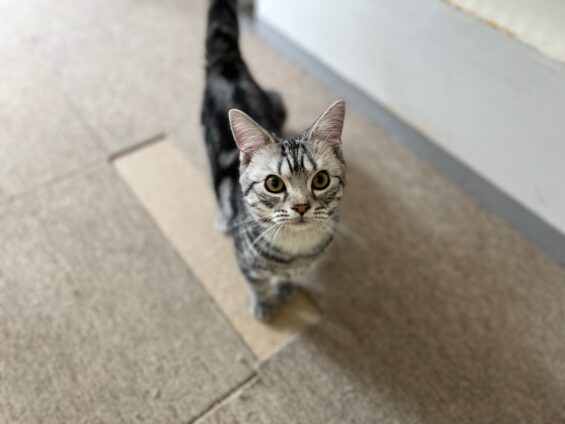 ヌーノクラブ 猫専用ペットホテル 都内 中野区 フリースペースでのびのび お預り中の猫ちゃん アメリカンショートヘアのソルト