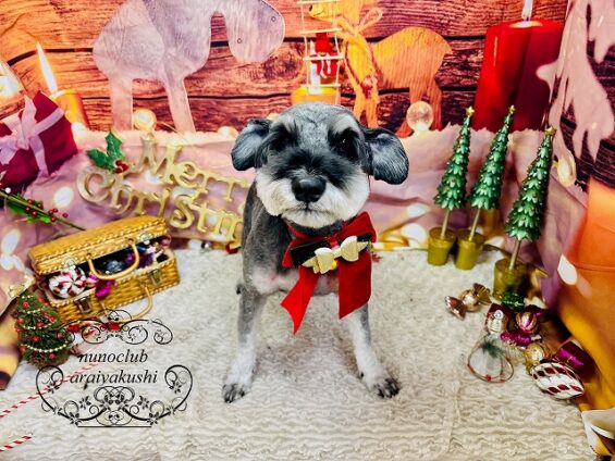 ペットサロン、ヌーノクラブ、可愛くリーズナブルにトリミング シュナウザーのもずく_640