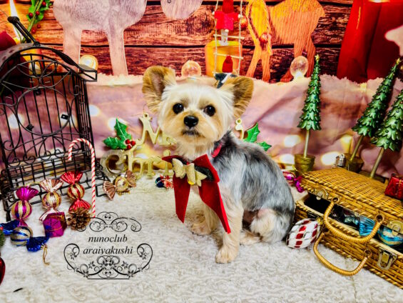 ペットサロン、ヌーノクラブ、可愛くリーズナブルにトリミング ヨーキーのくるみ