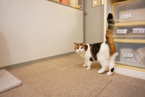 ヌーノクラブ 猫専用ペットホテル 都内 中野区 フリースペースでのびのび お預り中の猫ちゃん スコティッシュフォールドのスコ