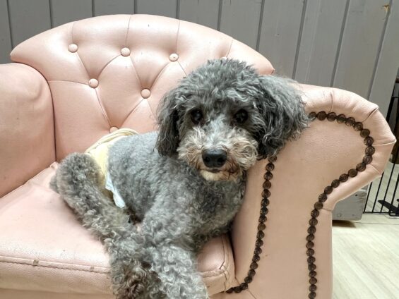 ヌーノクラブ 犬のペットホテル 東京 中野区 フリースペースでのびのび お預かり中 トイプードルのハル