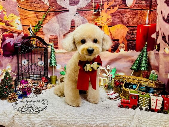 ペットサロン、ヌーノクラブ、可愛くリーズナブルにトリミング トイプードルのちい_640