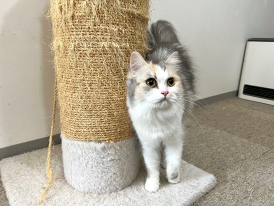 ヌーノクラブ 猫専用ペットホテル 都内 中野区 フリースペースでのびのび お預り中の猫ちゃん マンチカンのボタン