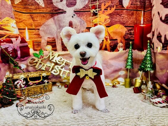 ペットサロン、ヌーノクラブ、可愛くリーズナブルにトリミング ビション×マルチーズの杏仁_640