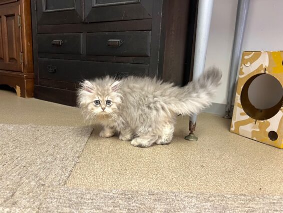 ヌーノクラブ 猫専用ペットホテル 都内 中野区 フリースペースでのびのび お預り中の猫ちゃん ペルシャのノア