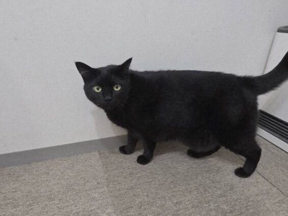 ヌーノクラブ 猫専用ペットホテル 都内 中野区 フリースペースでのびのび お預り中の猫ちゃん 黒猫のポニャ