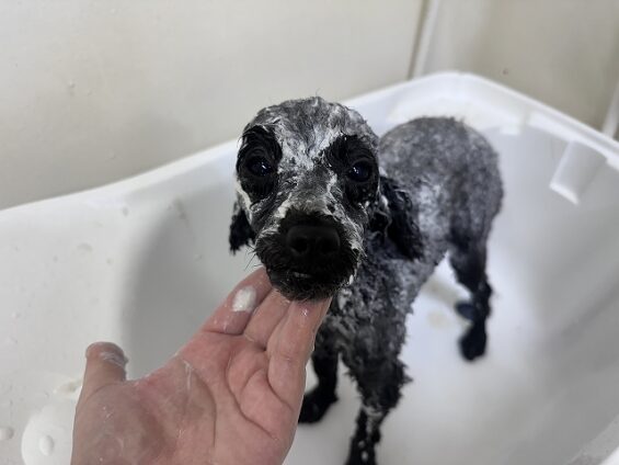 ペットサロン、ヌーノクラブ、可愛くリーズナブルにトリミング