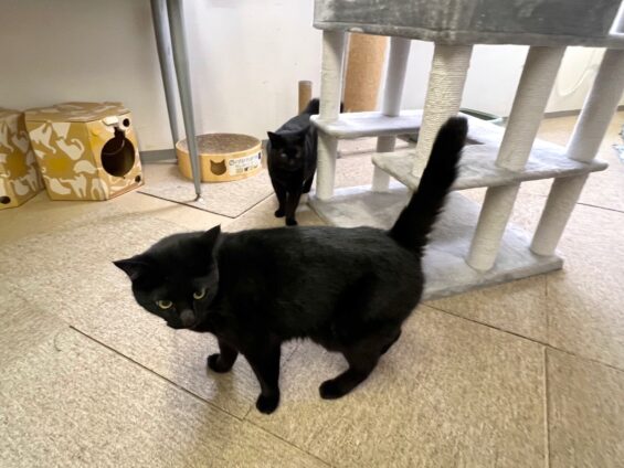 ヌーノクラブ 猫専用ペットホテル 都内 中野区 フリースペースでのびのび お預り中の猫ちゃん 黒猫のハルポニャ