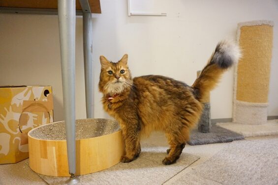 ヌーノクラブ 猫専用ペットホテル 都内 中野区 フリースペースでのびのび お預り中の猫ちゃん ソマリの茶々丸