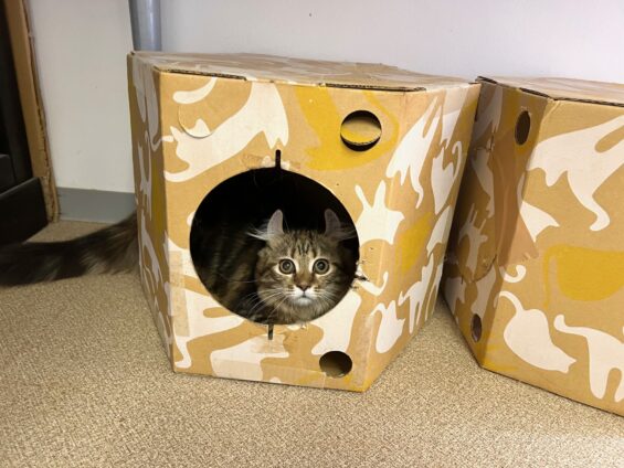 ヌーノクラブ 猫専用ペットホテル 都内 中野区 フリースペースでのびのび お預り中の猫ちゃん アメリカンカールのベル