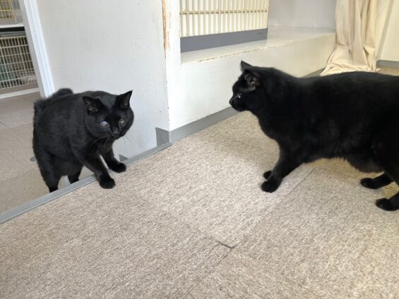 ヌーノクラブ 猫専用ペットホテル 都内 中野区 フリースペースでのびのび お預り中の猫ちゃん 黒猫のハルポニャ