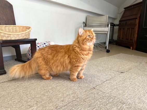 ヌーノクラブ 猫専用ペットホテル 都内 中野区 フリースペースでのびのび お預り中の猫ちゃん スコティッシュフォールドの六