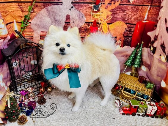 ペットサロン、ヌーノクラブ、可愛くリーズナブルにトリミング ポメラニアンのふうた2_640