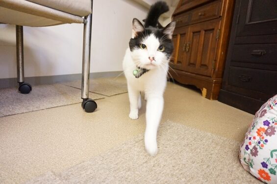 ヌーノクラブ　猫専用ペットホテル　都内　中野区　フリースペースでのびのび　お預り中の猫ちゃん　MIXのブガー