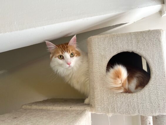 ヌーノクラブ 猫専用ペットホテル 都内 中野区 フリースペースでのびのび お預り中の猫ちゃん ノルウェージャンフォレストキャットのミク