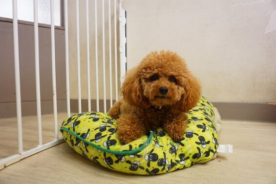 ヌーノクラブ 犬のペットホテル 東京 中野区 フリースペースでのびのび お預かり中 トイプードルのチャム