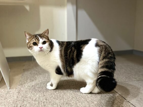 ヌーノクラブ 猫専用ペットホテル 都内 中野区 フリースペースでのびのび お預り中の猫ちゃん スコティッシュフォールドのスコ