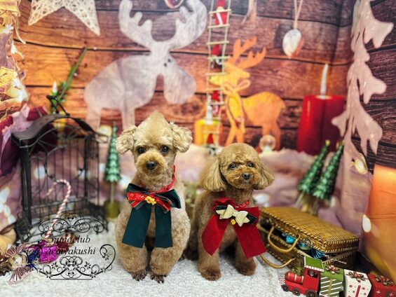 ペットサロン、ヌーノクラブ、可愛くリーズナブルにトリミング