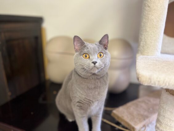 ヌーノクラブ 猫専用ペットホテル 都内 中野区 フリースペースでのびのび お預り中の猫ちゃん シャルトリューのあを