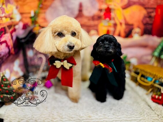 ペットサロン、ヌーノクラブ、可愛くリーズナブルにトリミング　トイプードルのモコとチワプーのルン_640