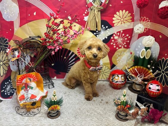 ペットサロン、ヌーノクラブ、可愛くリーズナブルにトリミング　トイプードルのそら２_640