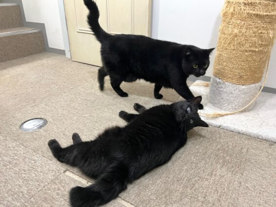 ヌーノクラブ　猫専用ペットホテル　都内　中野区　フリースペースでのびのび　お預り中の猫ちゃん　黒猫のハル・ポニャ