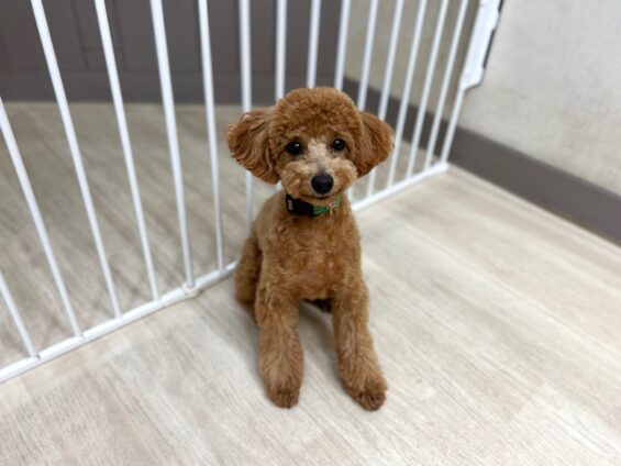 ヌーノクラブ 犬のペットホテル 東京 中野区 フリースペースでのびのび お預かり中 トイプードルのクレア