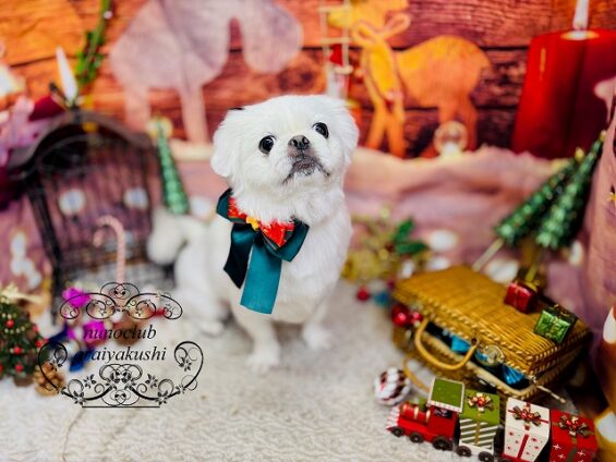 ペットサロン、ヌーノクラブ、可愛くリーズナブルにトリミング ペキニーズのべポ_640