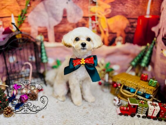 ペットサロン、ヌーノクラブ、可愛くリーズナブルにトリミング