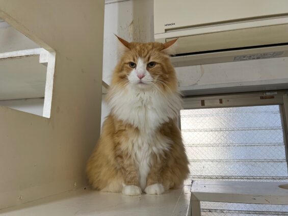 ヌーノクラブ　猫専用ペットホテル　都内　中野区　フリースペースでのびのび　お預り中の猫ちゃん　ノルウェージャンフォレストキャットのソラちゃん