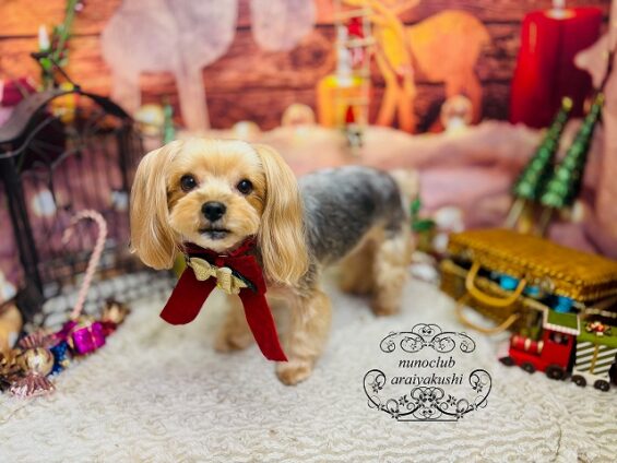 ペットサロン、ヌーノクラブ、可愛くリーズナブルにトリミング　ヨーキーの虎太郎２_640