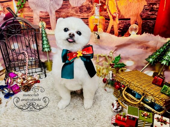 ペットサロン、ヌーノクラブ、可愛くリーズナブルにトリミング ポメラニアンのレン_640