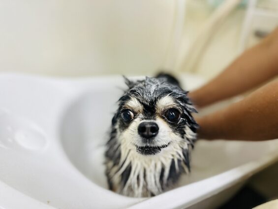 ペットサロン、ヌーノクラブ、可愛くリーズナブルにトリミング