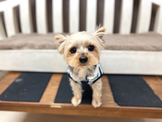 ヌーノクラブ　犬のペットホテル　東京　中野区　フリースペースでのびのび　お預かり中　ヨーキーのくるみ