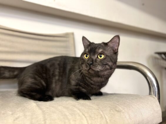 ヌーノクラブ 猫専用ペットホテル 都内 中野区 フリースペースでのびのび お預り中の猫ちゃん マンチカンのカフネ・ルカ