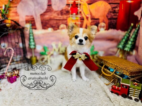 ペットサロン、ヌーノクラブ、可愛くリーズナブルにトリミング チワワのチョコ2_640