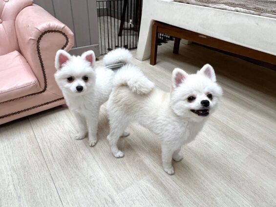 ヌーノクラブ 犬のペットホテル 東京 中野区 フリースペースでのびのび お預かり中 ポメラニアンのもも・リボン