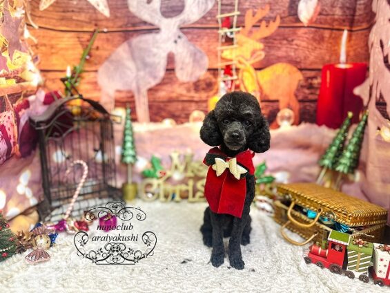 ペットサロン、ヌーノクラブ、可愛くリーズナブルにトリミング　