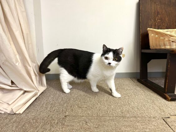 ヌーノクラブ 猫専用ペットホテル 都内 中野区 フリースペースでのびのび お預り中の猫ちゃん スコティッシュフォールドのよもぎ