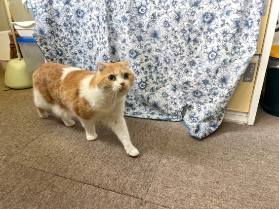 ヌーノクラブ 猫専用ペットホテル 都内 中野区 フリースペースでのびのび お預り中の猫ちゃん スコティッシュフォールドのイヴ