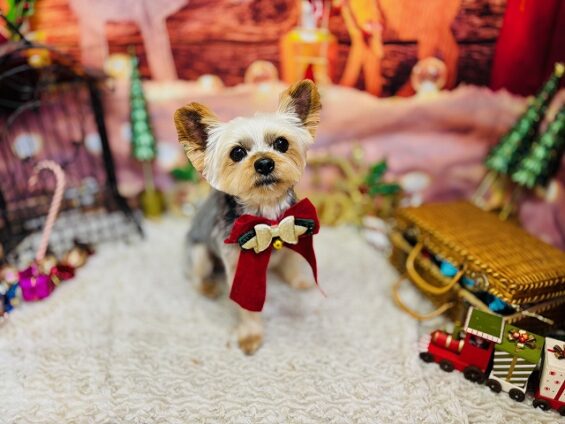 ペットサロン、ヌーノクラブ、可愛くリーズナブルにトリミング　ヨーキーのくるみ