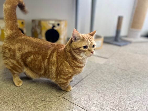 ヌーノクラブ　猫専用ペットホテル　都内　中野区　フリースペースでのびのび　お預り中の猫ちゃん　マンチカンのマータン