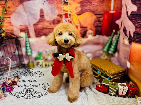 ペットサロン、ヌーノクラブ、可愛くリーズナブルにトリミング トイプードルのクレア2_640