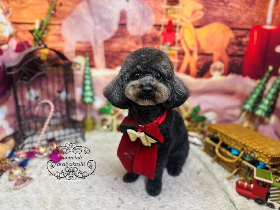 ペットサロン、ヌーノクラブ、可愛くリーズナブルにトリミング