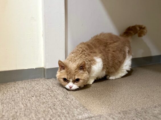 ヌーノクラブ　猫専用ペットホテル　都内　中野区　フリースペースでのびのび　お預り中の猫ちゃん　ラムキンの丈二