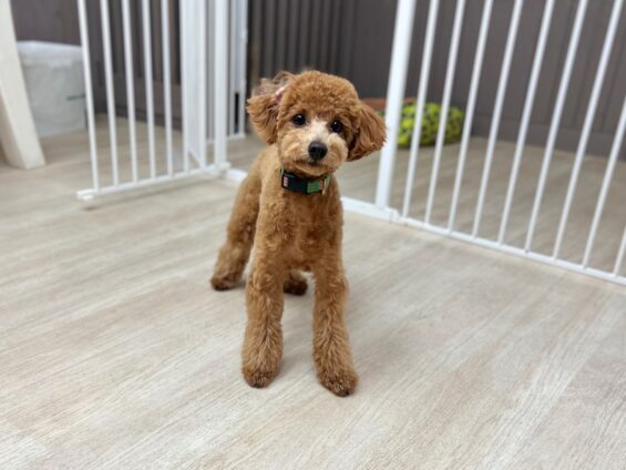 ヌーノクラブ 犬のペットホテル 東京 中野区 フリースペースでのびのび お預かり中 トイプードルのクレア