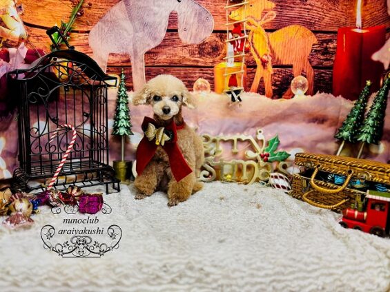 ペットサロン、ヌーノクラブ、可愛くリーズナブルにトリミング　トイプードルのクレア２_640